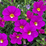Calibrachoa PortuCal Trailing Pink
